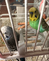 Bird Cage Ladder for Parakeets & Budgies